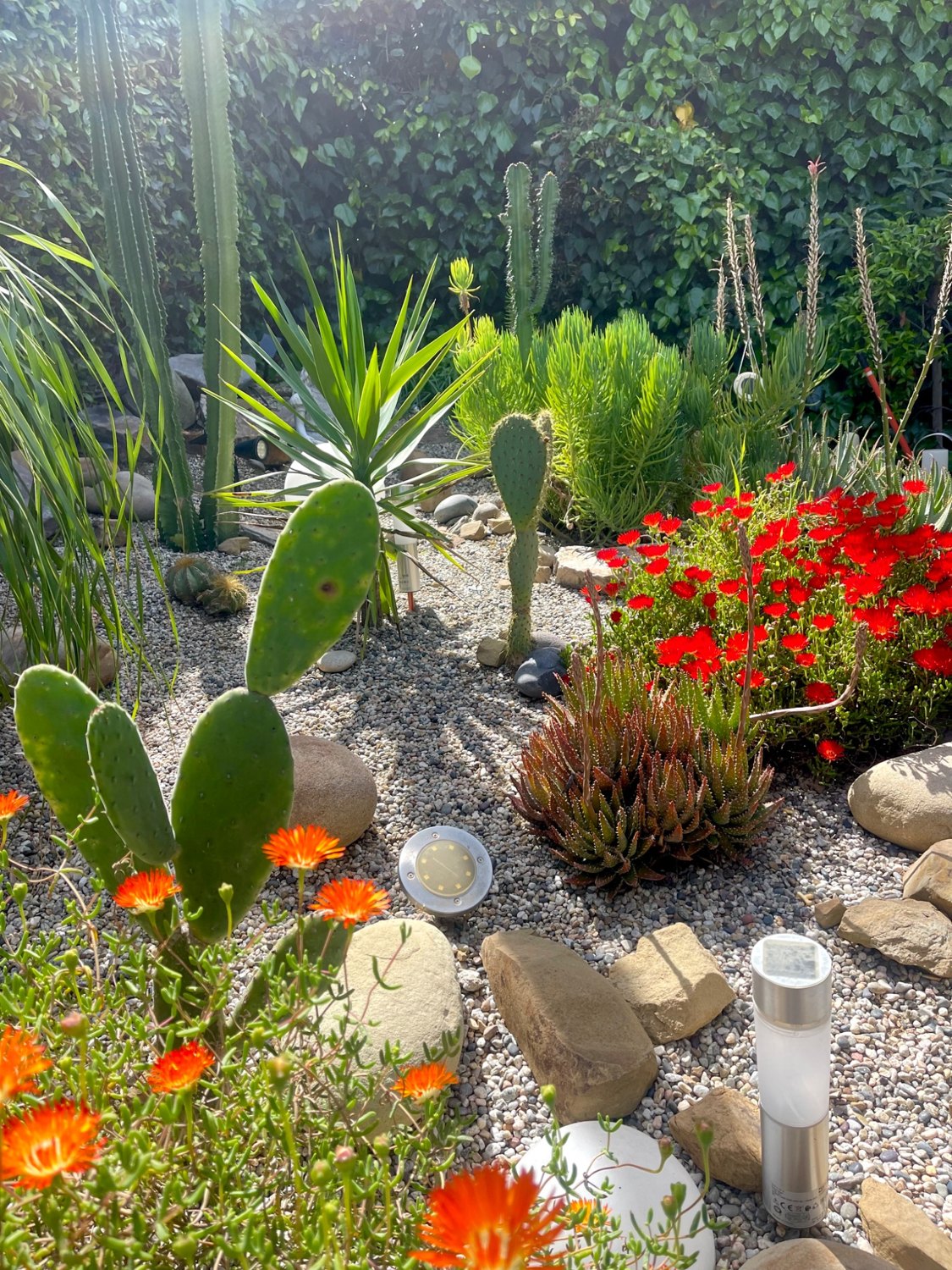 Flowering plants and succulents in the courtyard garden
